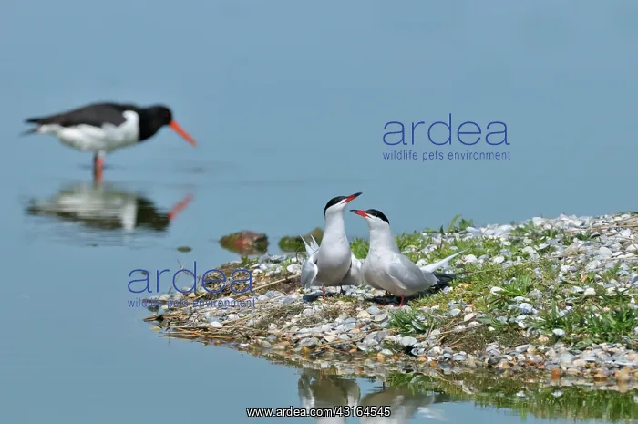 : Eurasian Oystercatcher : Eurasian Oystercatcher