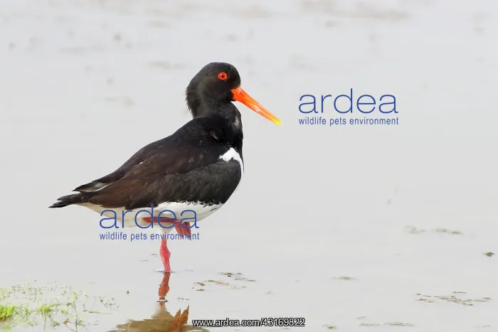: Eurasian Oystercatcher : Eurasian Oystercatcher