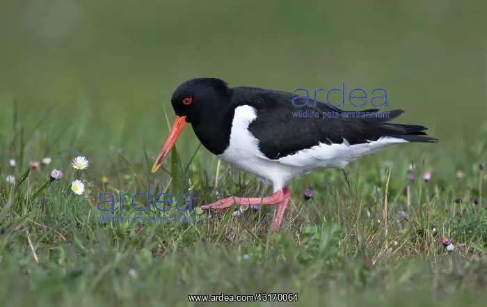 : Eurasian Oystercatcher : Eurasian Oystercatcher