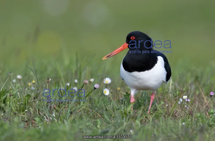 : Eurasian Oystercatcher : Eurasian Oystercatcher