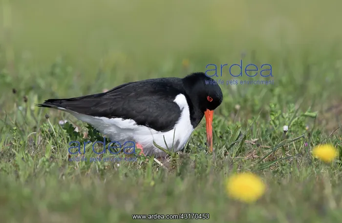 : Eurasian Oystercatcher : Eurasian Oystercatcher