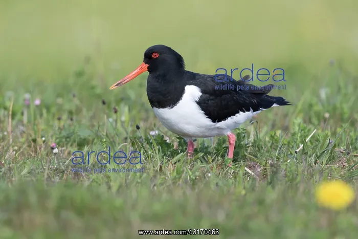 : Eurasian Oystercatcher : Eurasian Oystercatcher