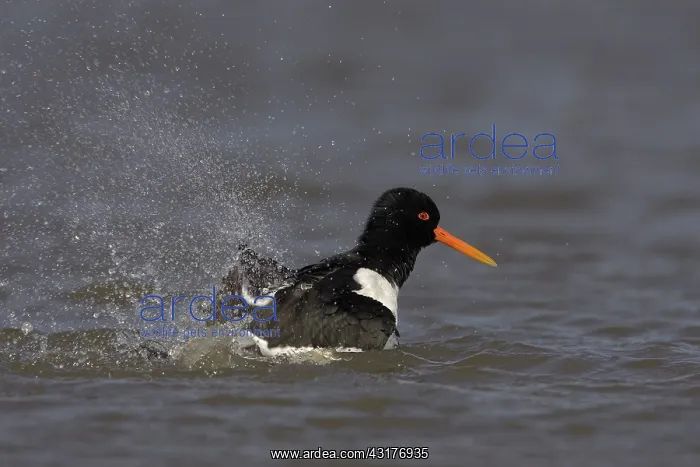 : Eurasian Oystercatcher : Eurasian Oystercatcher