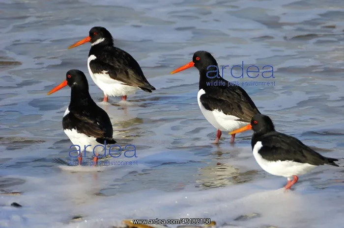 : Eurasian Oystercatcher : Eurasian Oystercatcher