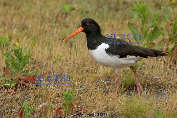 : Eurasian Oystercatcher : Eurasian Oystercatcher
