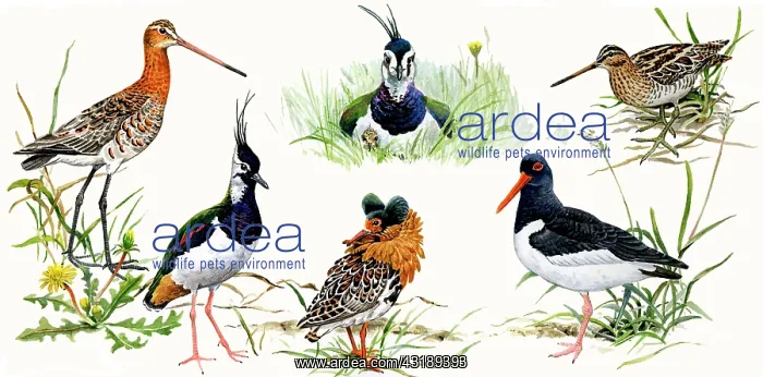 : Eurasian Oystercatcher : Eurasian Oystercatcher