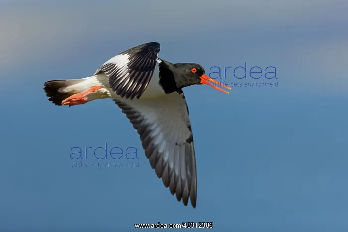 : Eurasian Oystercatcher : Eurasian Oystercatcher