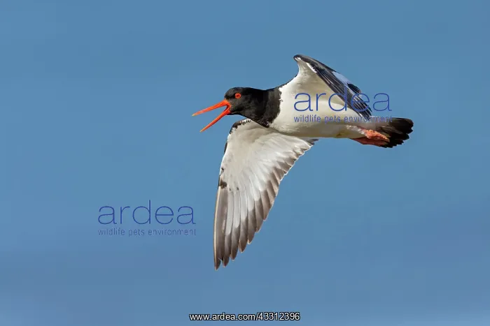 : Eurasian Oystercatcher : Eurasian Oystercatcher