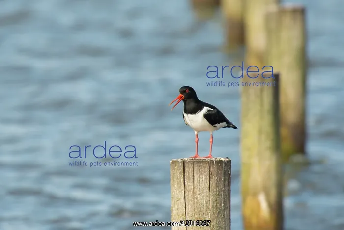 : Eurasian Oystercatcher : Eurasian Oystercatcher