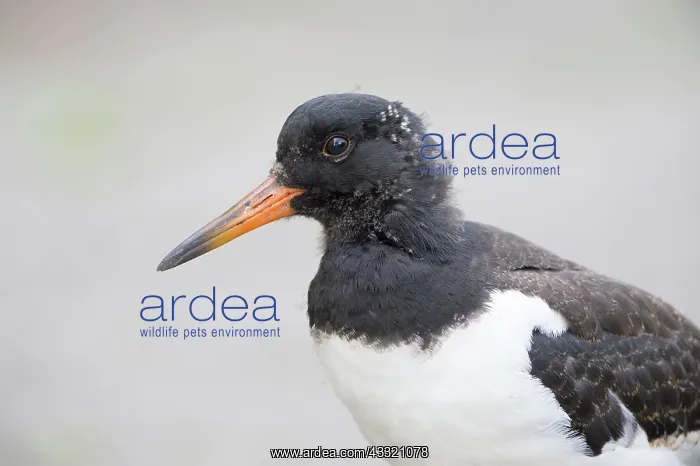 : Eurasian Oystercatcher : Eurasian Oystercatcher