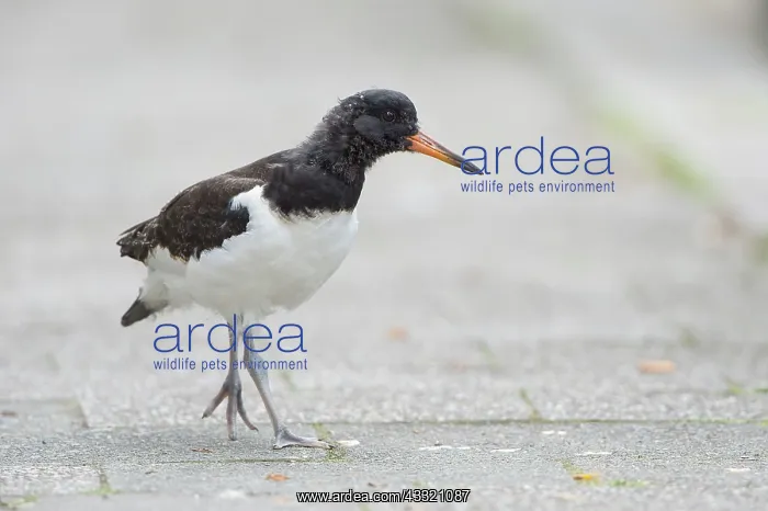 : Eurasian Oystercatcher : Eurasian Oystercatcher