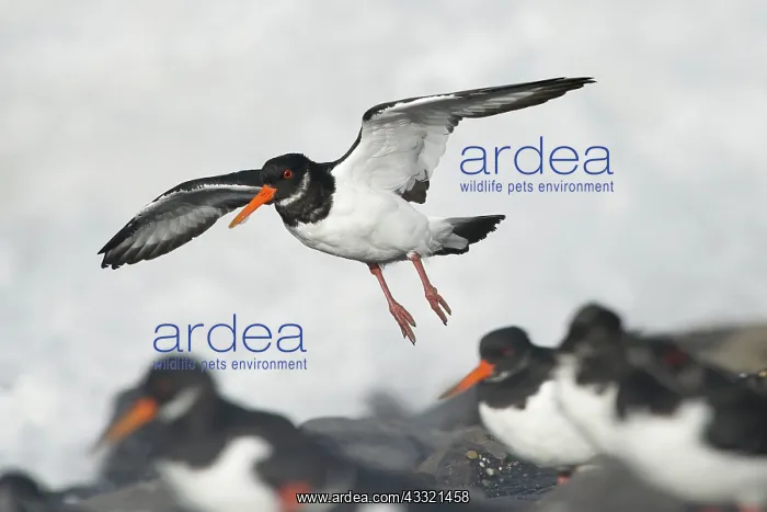 : Eurasian Oystercatcher : Eurasian Oystercatcher