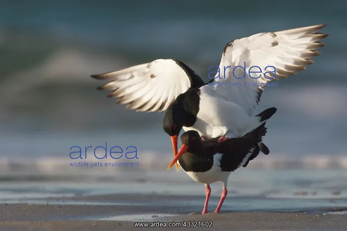 : Eurasian Oystercatcher : Eurasian Oystercatcher