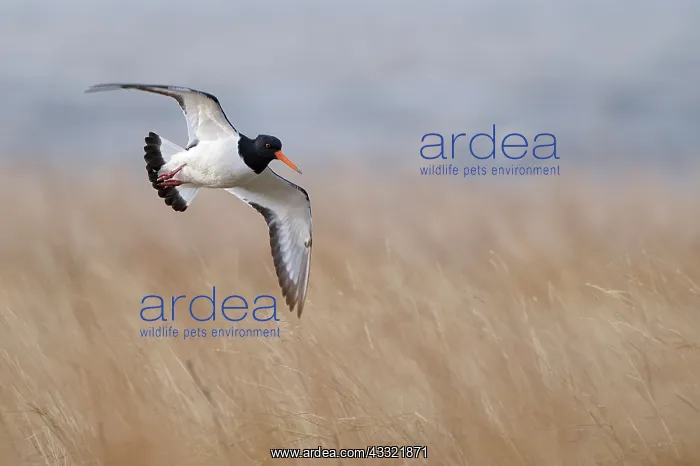  : Eurasian Oystercatcher