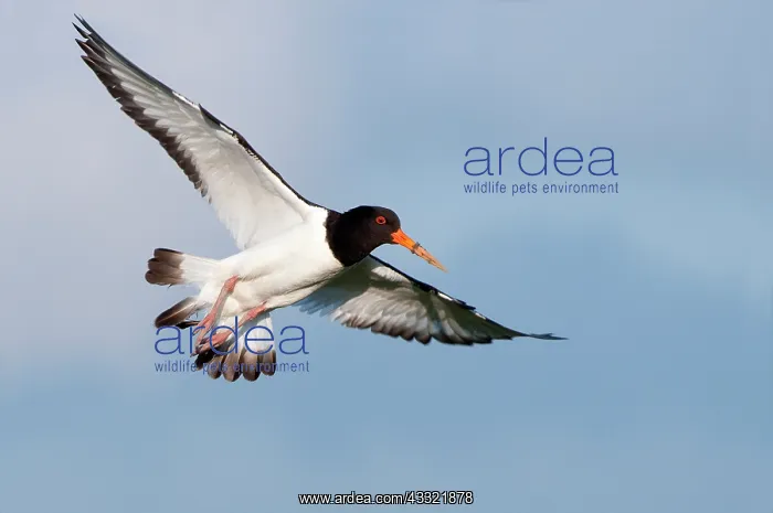 : Eurasian Oystercatcher : Eurasian Oystercatcher