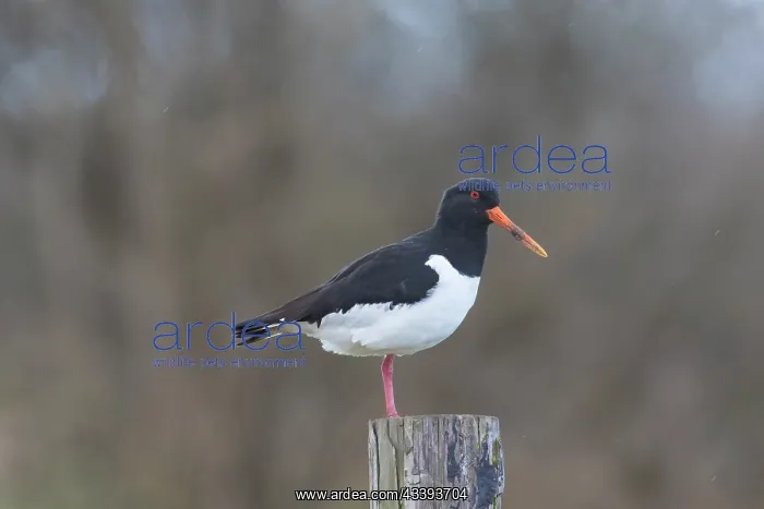 : Eurasian Oystercatcher : Eurasian Oystercatcher