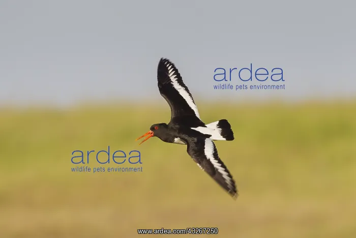 : Eurasian Oystercatcher - adult bird in flight - : Eurasian Oystercatcher - adult bird in flight -