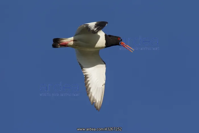 : Eurasian Oystercatcher - adult bird in flight - : Eurasian Oystercatcher - adult bird in flight -