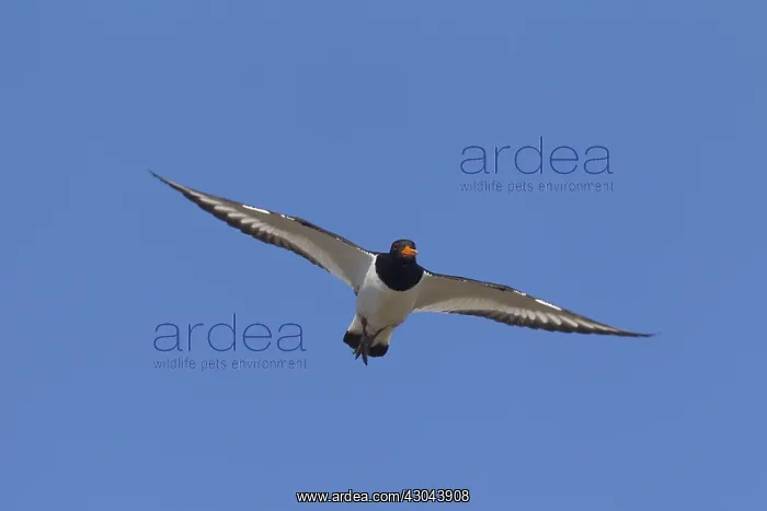 : Eurasian Oystercatcher - adult bird in flight - Germany : Eurasian Oystercatcher - adult bird in flight - Germany