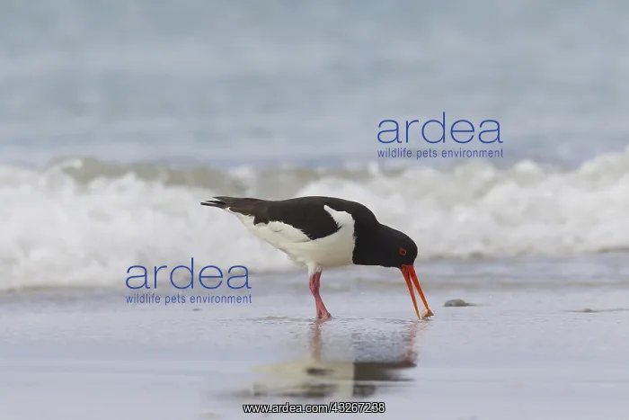 : Eurasian Oystercatcher - adult bird walking at surfline : Eurasian Oystercatcher - adult bird walking at surfline