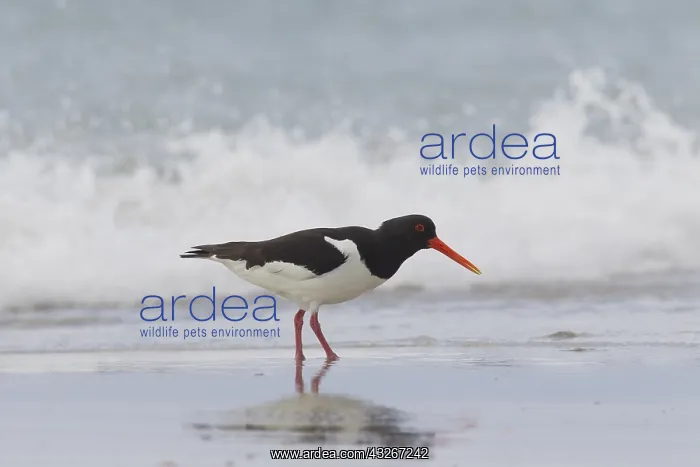 : Eurasian Oystercatcher - adult bird walking at surfline : Eurasian Oystercatcher - adult bird walking at surfline