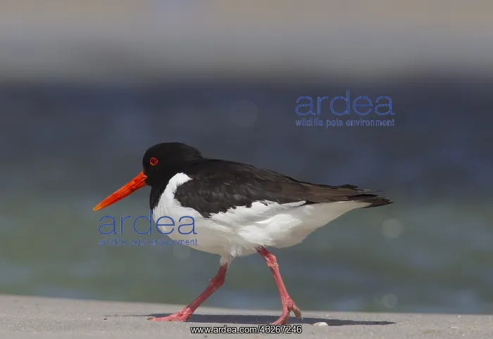 : Eurasian Oystercatcher - adult bird walking at surfline : Eurasian Oystercatcher - adult bird walking at surfline