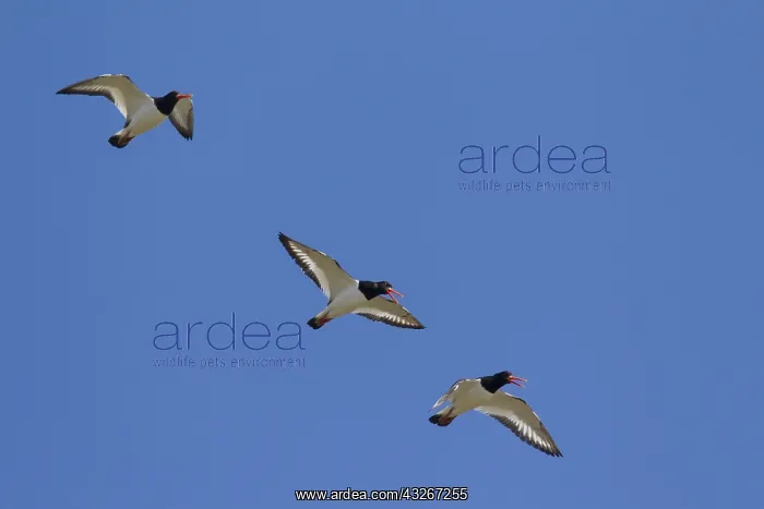 : Eurasian Oystercatcher - adult birds in flight - : Eurasian Oystercatcher - adult birds in flight -