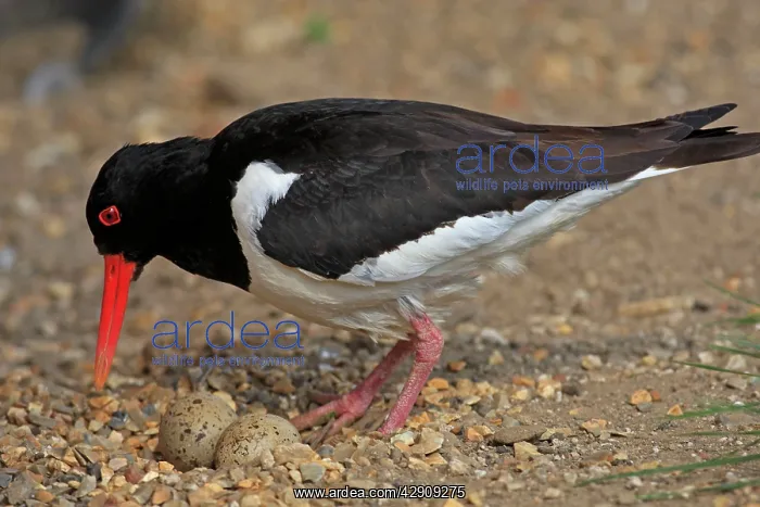 : Eurasian Oystercatcher - with eggs : Eurasian Oystercatcher - with eggs