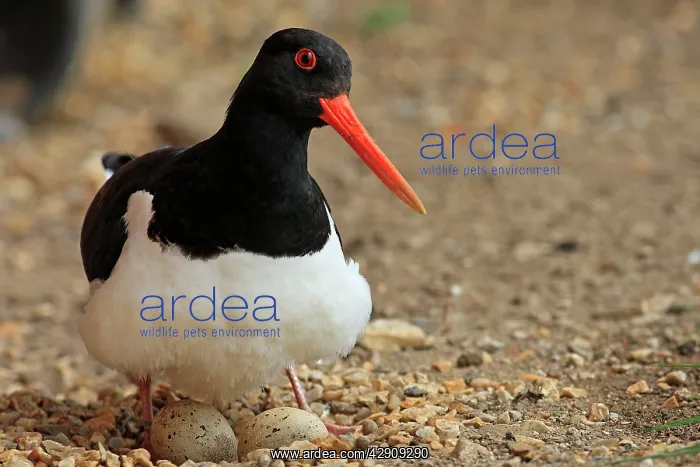 : Eurasian Oystercatcher - with eggs : Eurasian Oystercatcher - with eggs