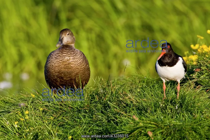 : Eurasian Oystercatcher and female Eider : Eurasian Oystercatcher and female Eider