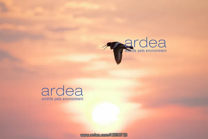 : Eurasian Oystercatcher flight : Eurasian Oystercatcher flight