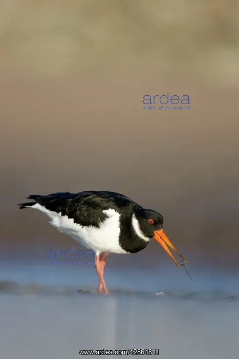 : (Eurasian) Oystercatcher - Groundlevel view of : (Eurasian) Oystercatcher - Groundlevel view of