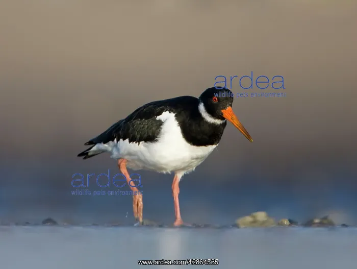 : Eurasian Oystercatcher - Groundlevel view of bird : Eurasian Oystercatcher - Groundlevel view of bird