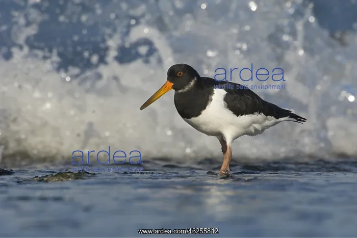 : Eurasian Oystercatcher (Haematopus ostralegus) : Eurasian Oystercatcher (Haematopus ostralegus)