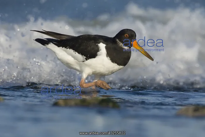 : Eurasian Oystercatcher (Haematopus ostralegus) : Eurasian Oystercatcher (Haematopus ostralegus)