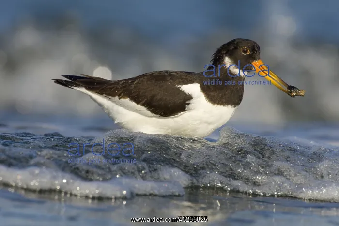 : Eurasian Oystercatcher (Haematopus ostralegus) : Eurasian Oystercatcher (Haematopus ostralegus)