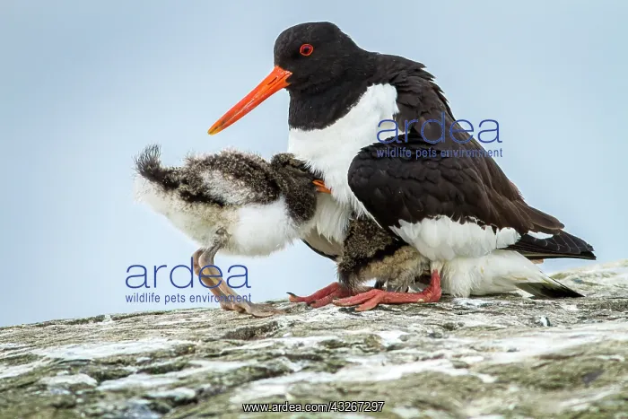 : Eurasian Oystercatcher (Haematopus ostralegus) - : Eurasian Oystercatcher (Haematopus ostralegus) -