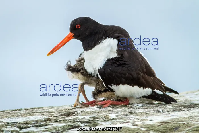 : Eurasian Oystercatcher (Haematopus ostralegus) - : Eurasian Oystercatcher (Haematopus ostralegus) -