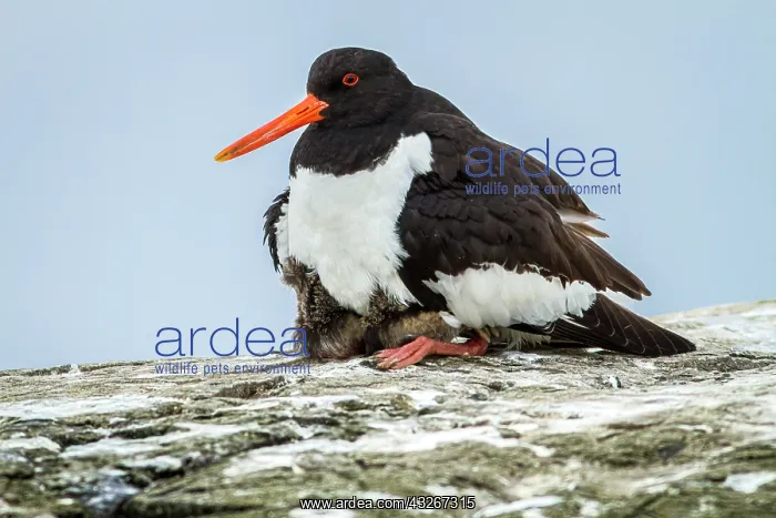 : Eurasian Oystercatcher (Haematopus ostralegus) - : Eurasian Oystercatcher (Haematopus ostralegus) -