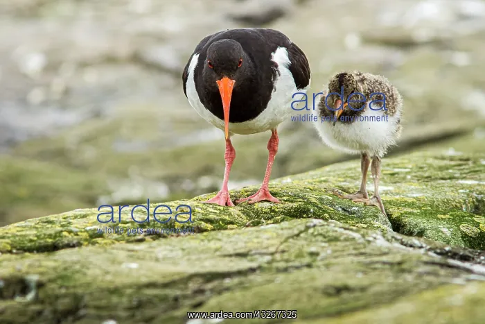 : Eurasian Oystercatcher (Haematopus ostralegus) - : Eurasian Oystercatcher (Haematopus ostralegus) -