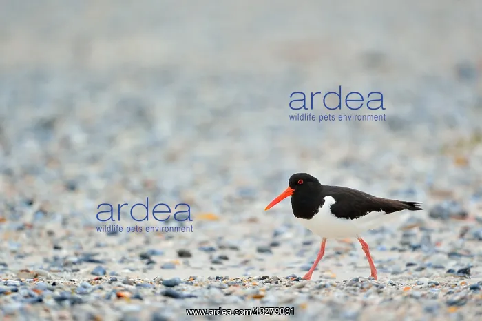 : Eurasian Oystercatcher (Haematopus ostralegus) : Eurasian Oystercatcher (Haematopus ostralegus)