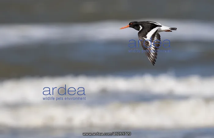 : Eurasian Oystercatcher (Haematopus ostralegus) : Eurasian Oystercatcher (Haematopus ostralegus)