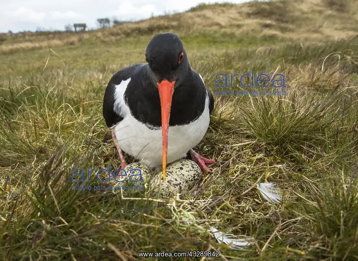 : Eurasian Oystercatcher (Haematopus ostralegus) : Eurasian Oystercatcher (Haematopus ostralegus)