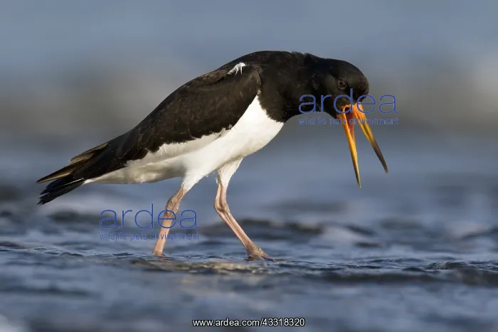: Eurasian Oystercatcher (Haematopus ostralegus) : Eurasian Oystercatcher (Haematopus ostralegus)