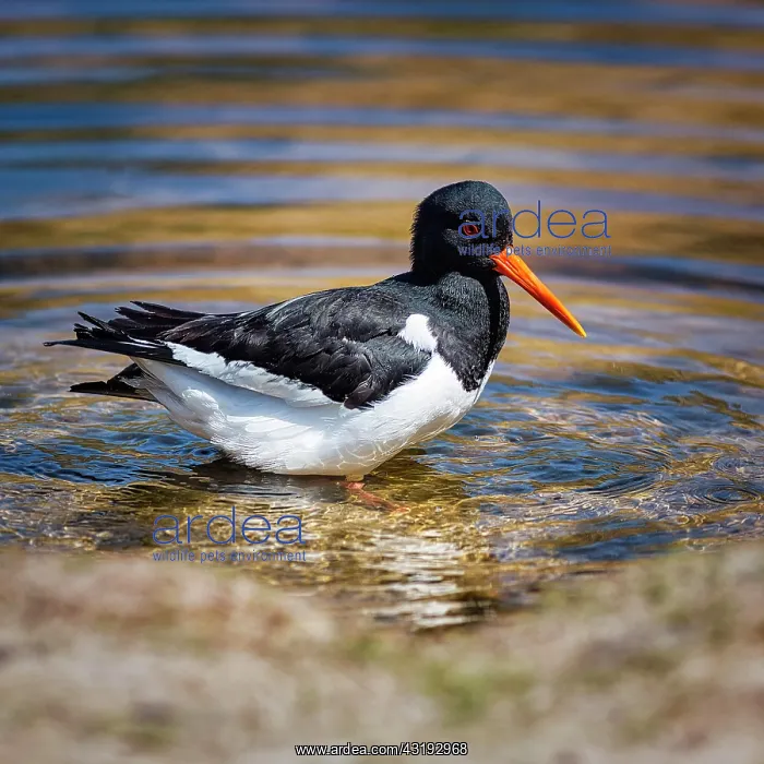 : Eurasian oystercatcher (Haematopus ostralegus) bathing : Eurasian oystercatcher (Haematopus ostralegus) bathing