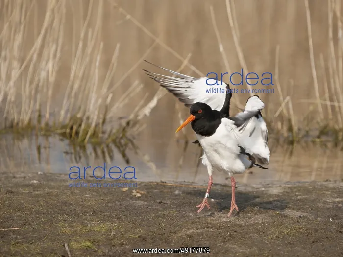 : Eurasian Oystercatcher (Haematopus ostralegus) flapping wings : Eurasian Oystercatcher (Haematopus ostralegus) flapping wings