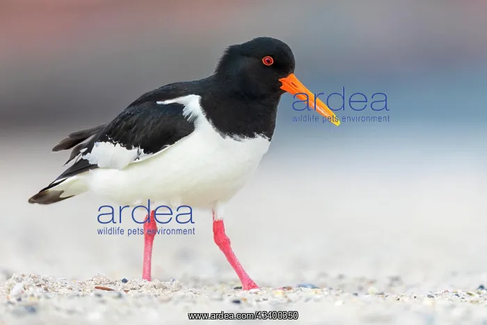 : Eurasian oystercatcher (Haematopus ostralegus) Haligs : Eurasian oystercatcher (Haematopus ostralegus) Haligs