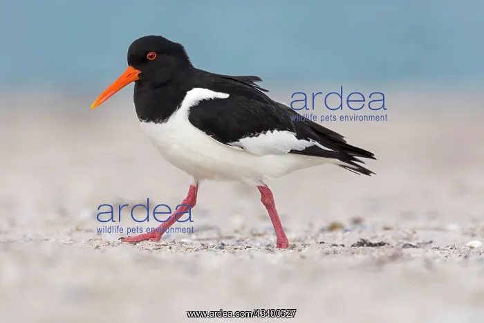 : Eurasian oystercatcher (Haematopus ostralegus) Haligs : Eurasian oystercatcher (Haematopus ostralegus) Haligs