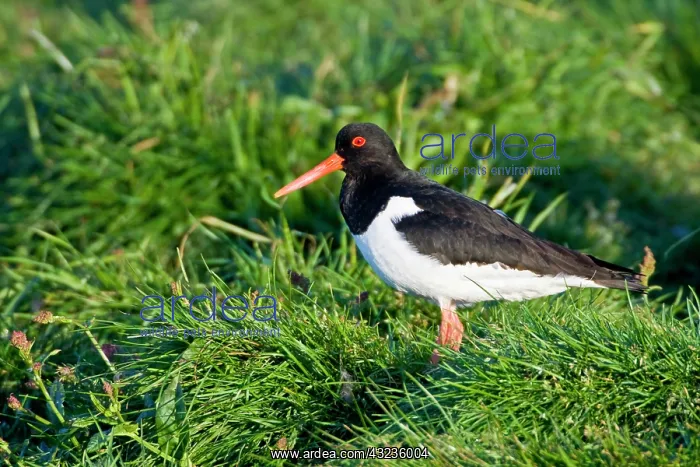 : Eurasian Oystercatcher near Snaefellsness : Eurasian Oystercatcher near Snaefellsness