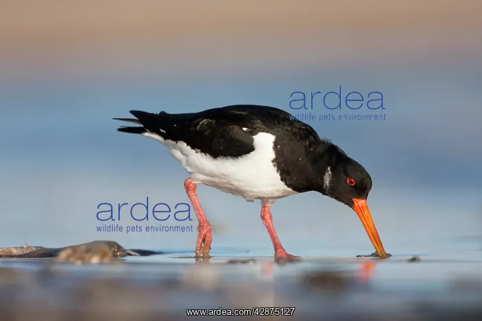 : Eurasian Oystercatcher - Probing the sand for a worm : Eurasian Oystercatcher - Probing the sand for a worm